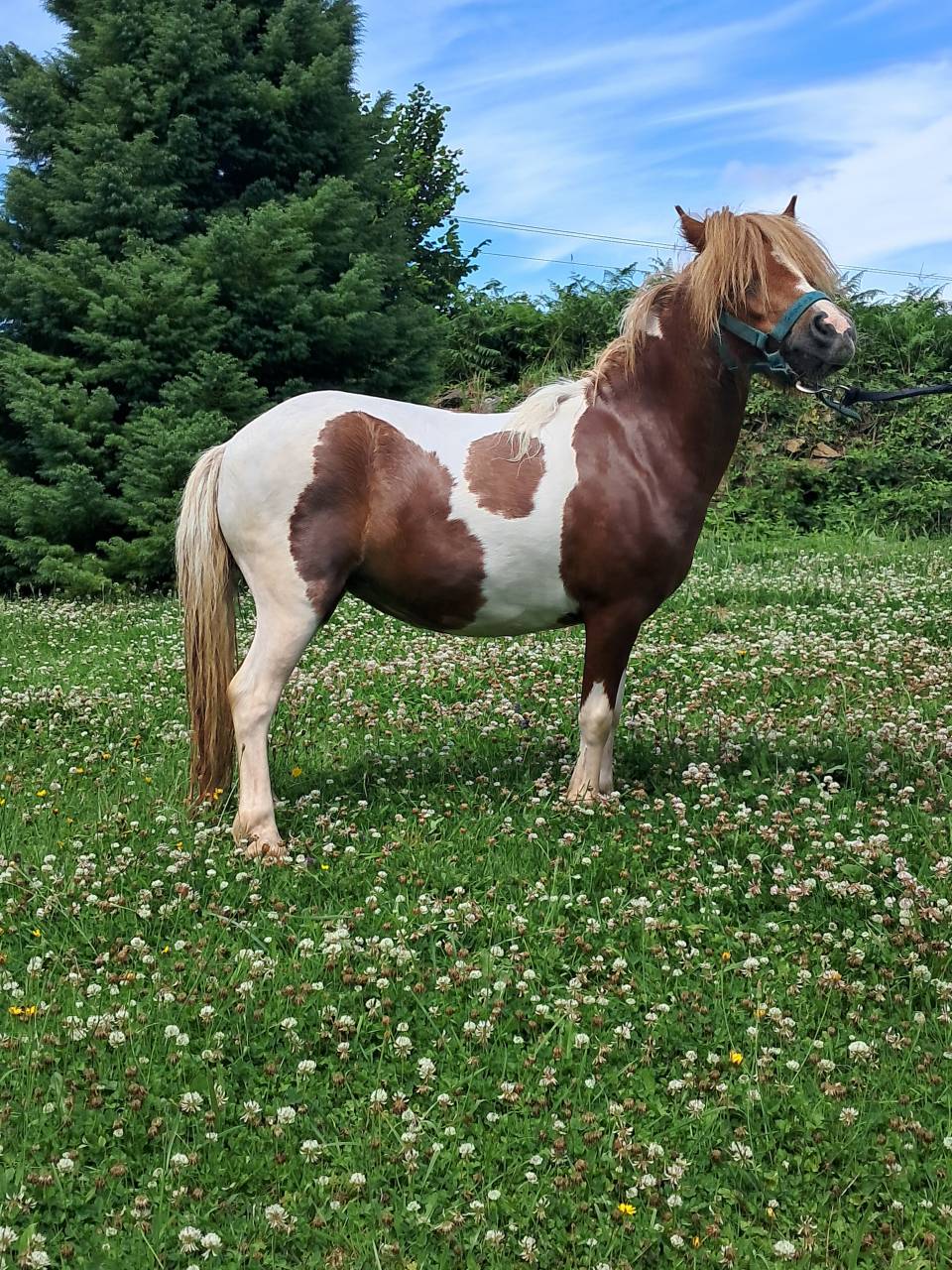 Ponette Shetland 2ans PP 
