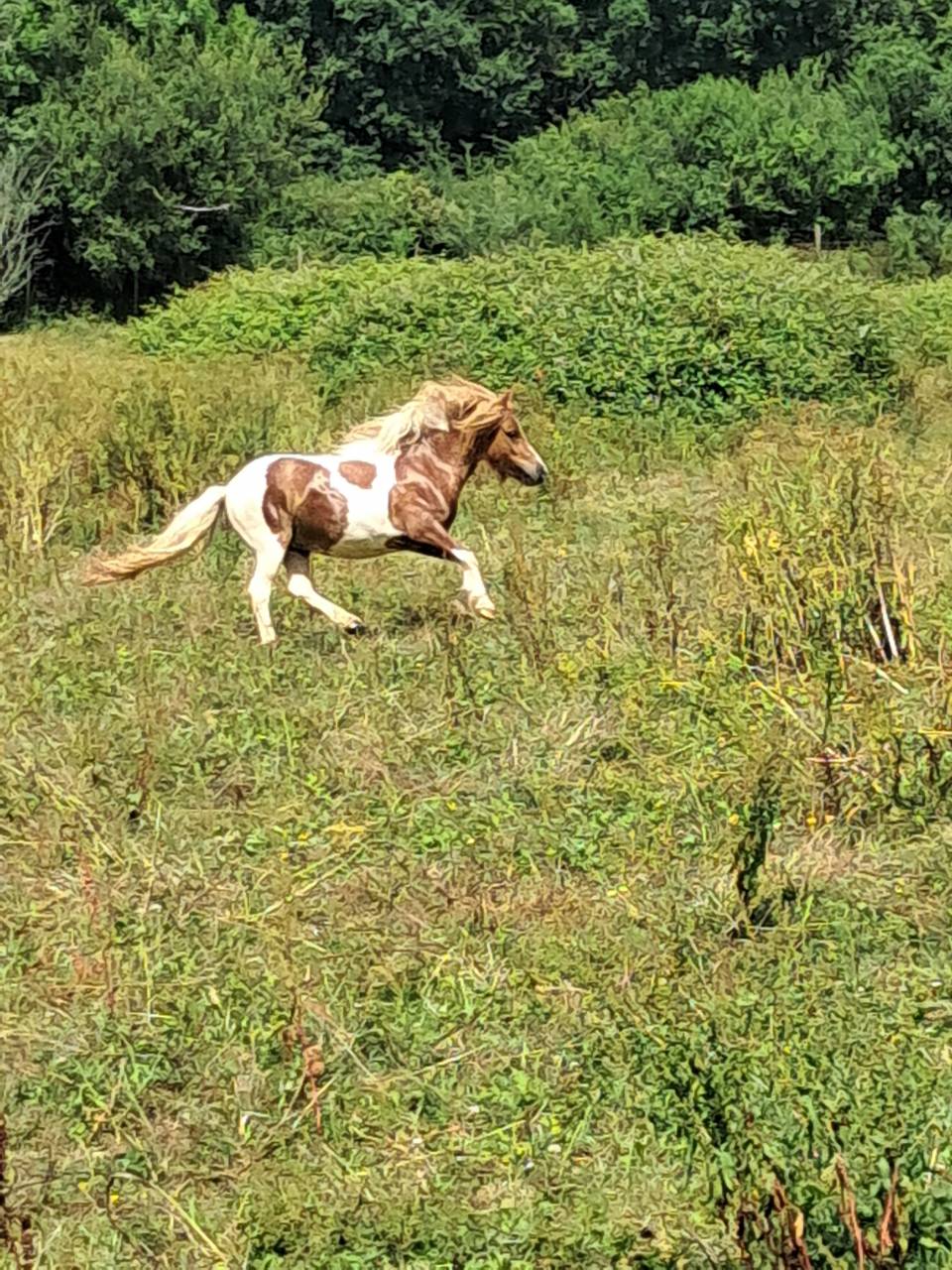 Ponette Shetland 2ans PP 