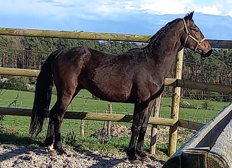 Zangersheide - Hongre  4 ans Qualité ****