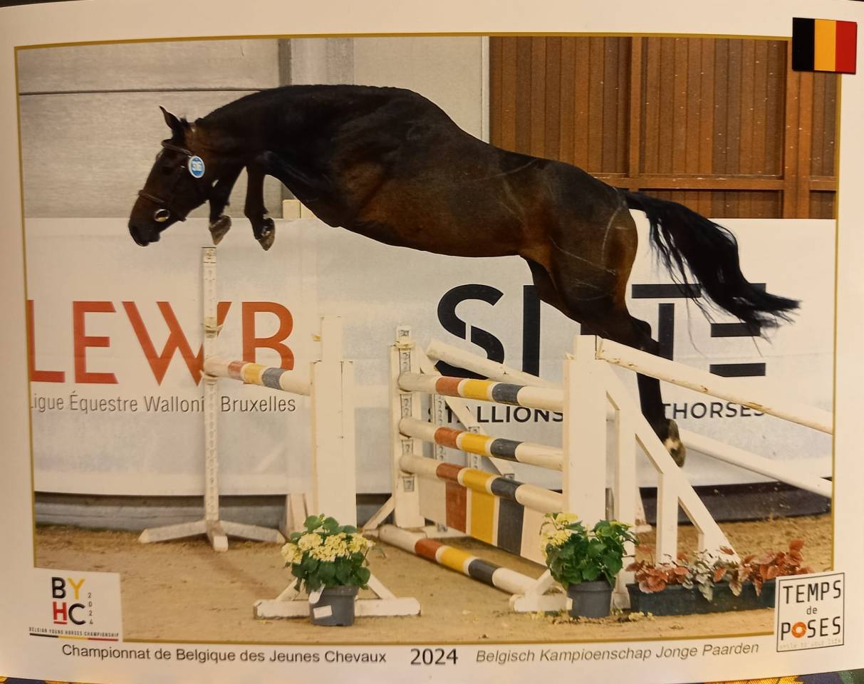 Zangersheide - Hongre  4 ans Qualité ****