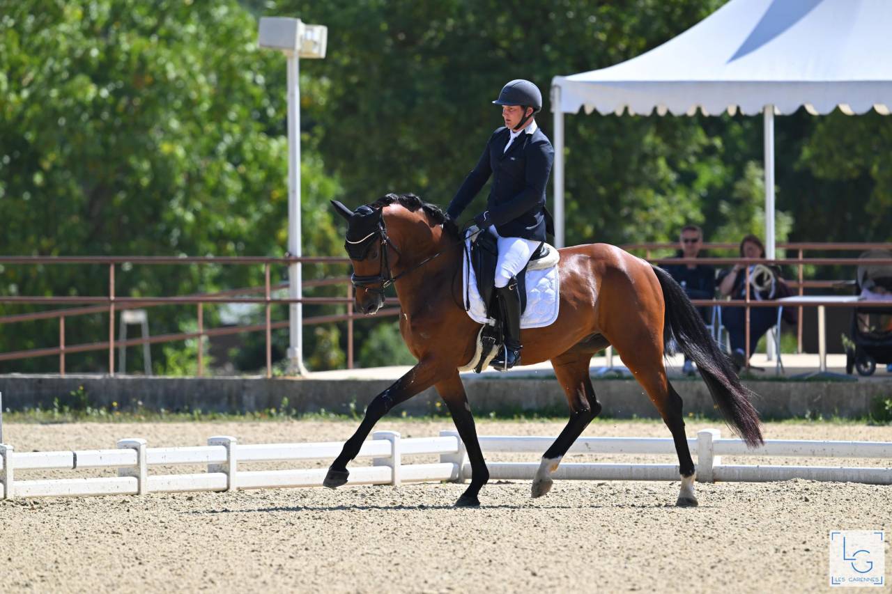 Magnifique Hongre de 4 ans 