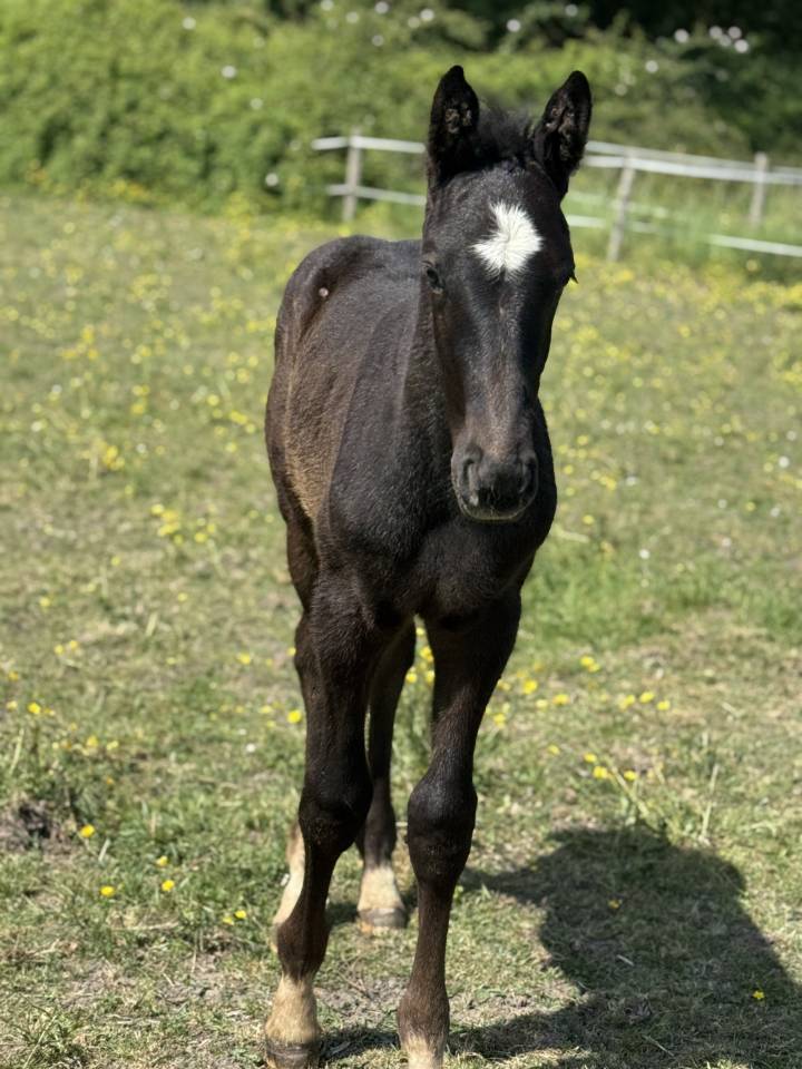 Pygmalion du Valois ( Zuccero x Vigo d'arsouilles)