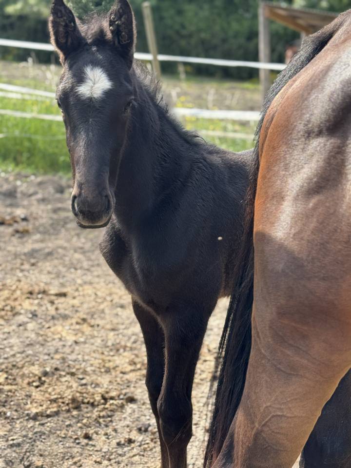 Pygmalion du Valois ( Zuccero x Vigo d'arsouilles)