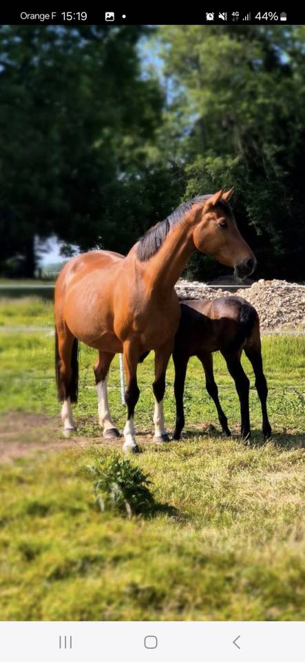 Pouliniere souche 5 etoiles 