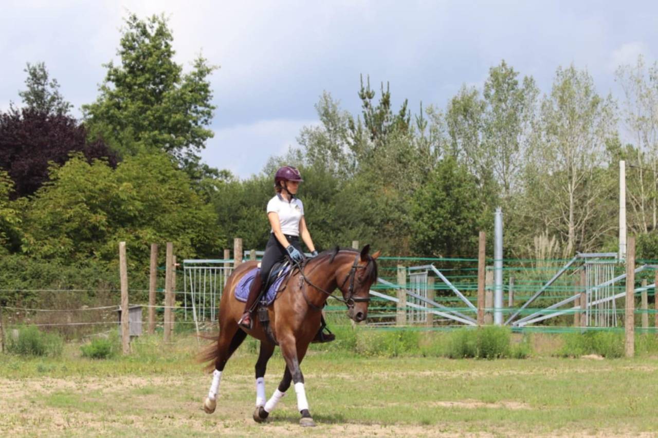 Adorable jument Selle Français de 5 ans