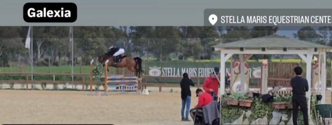 Jument KWPN Cheval de Sport Néerlandais A vendre 2011 Bai brun par CANTURANO