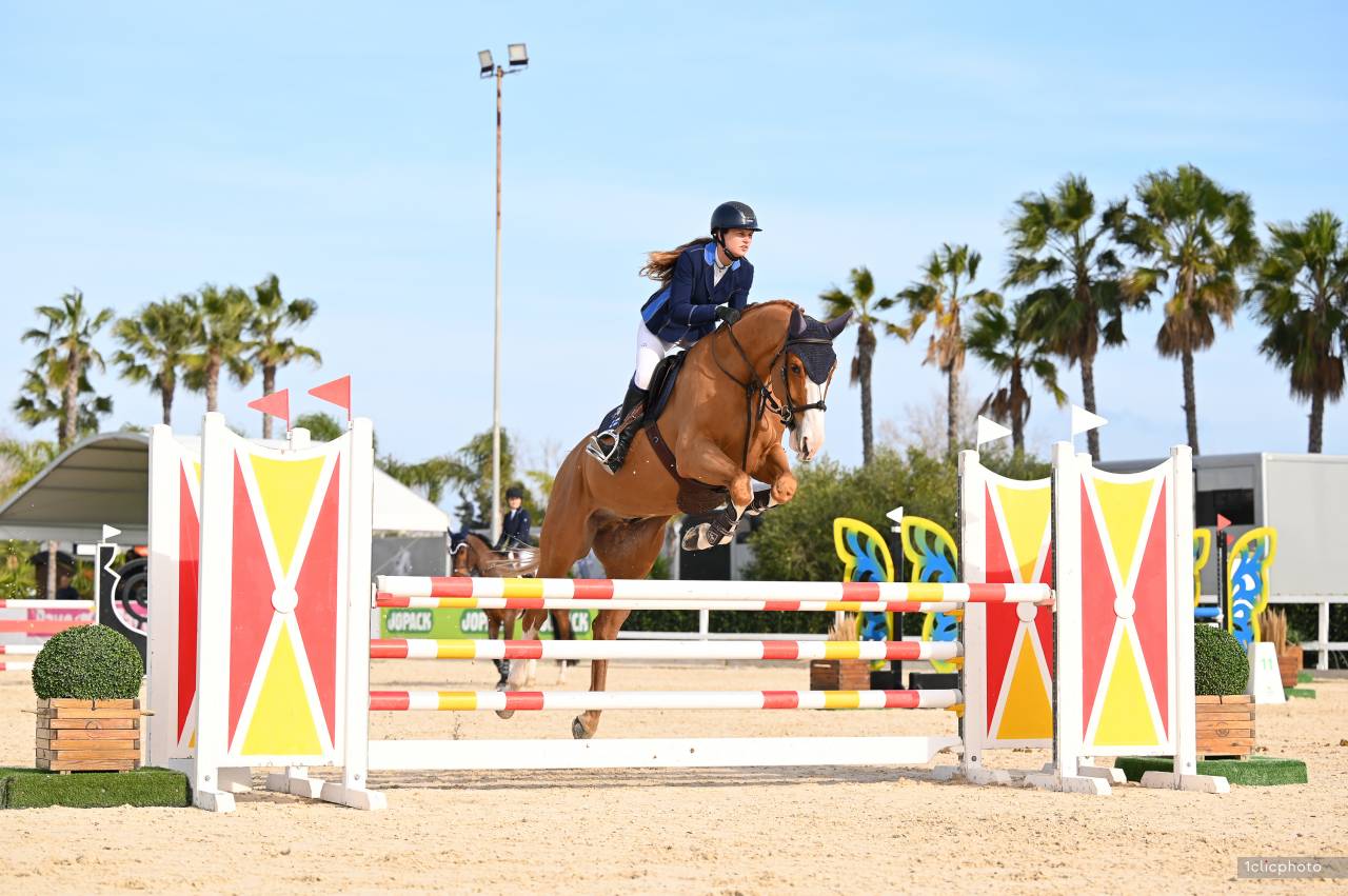 Hongre Selle Français 6 ans