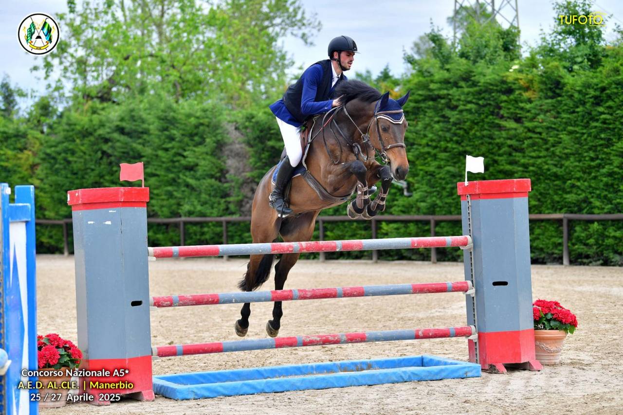 Hongre Holsteiner A vendre 2017 Bai brun par Van Gogh