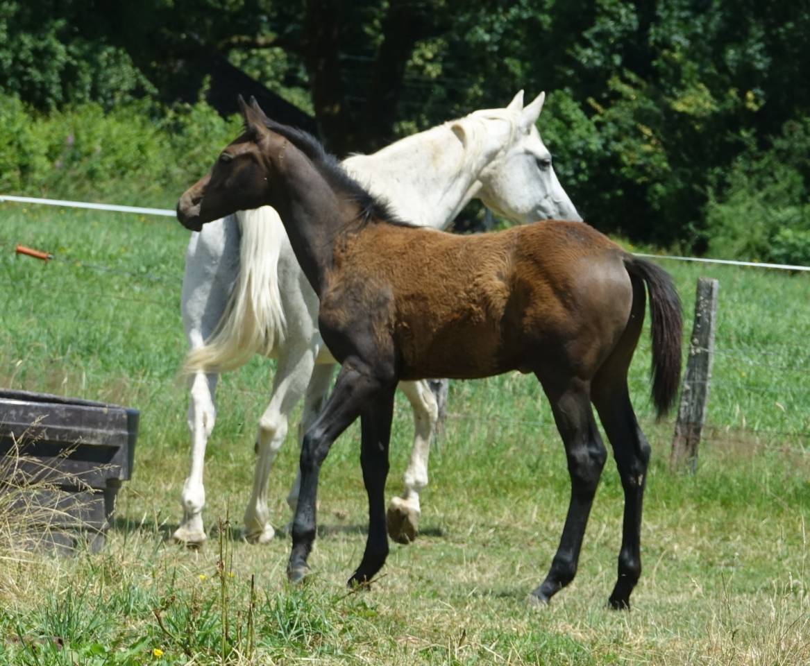 Poulain à réserver 