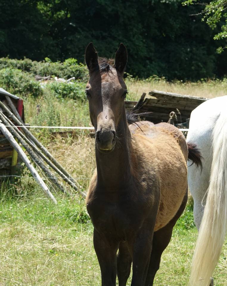 Poulain à réserver 