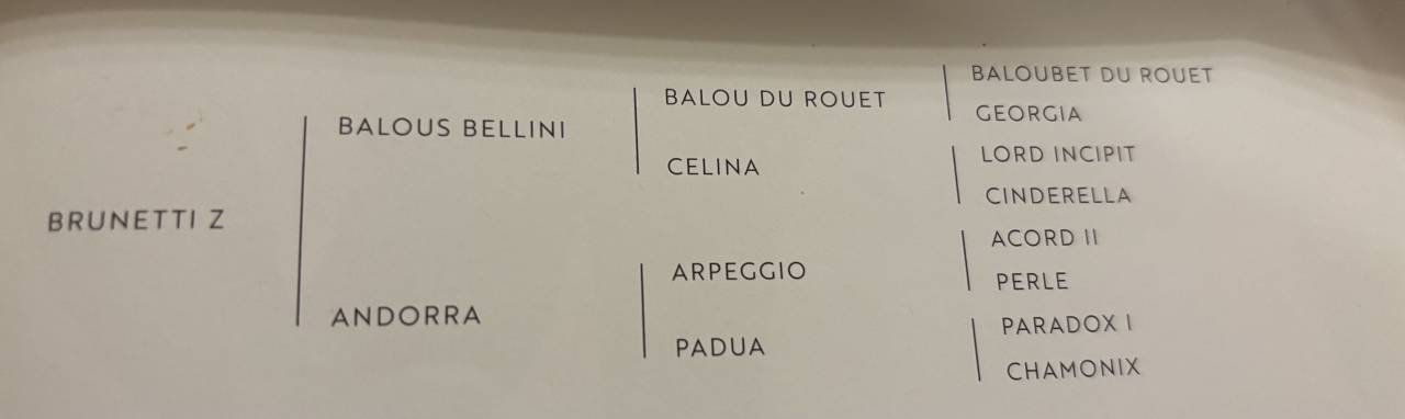 Poulain à réserver 