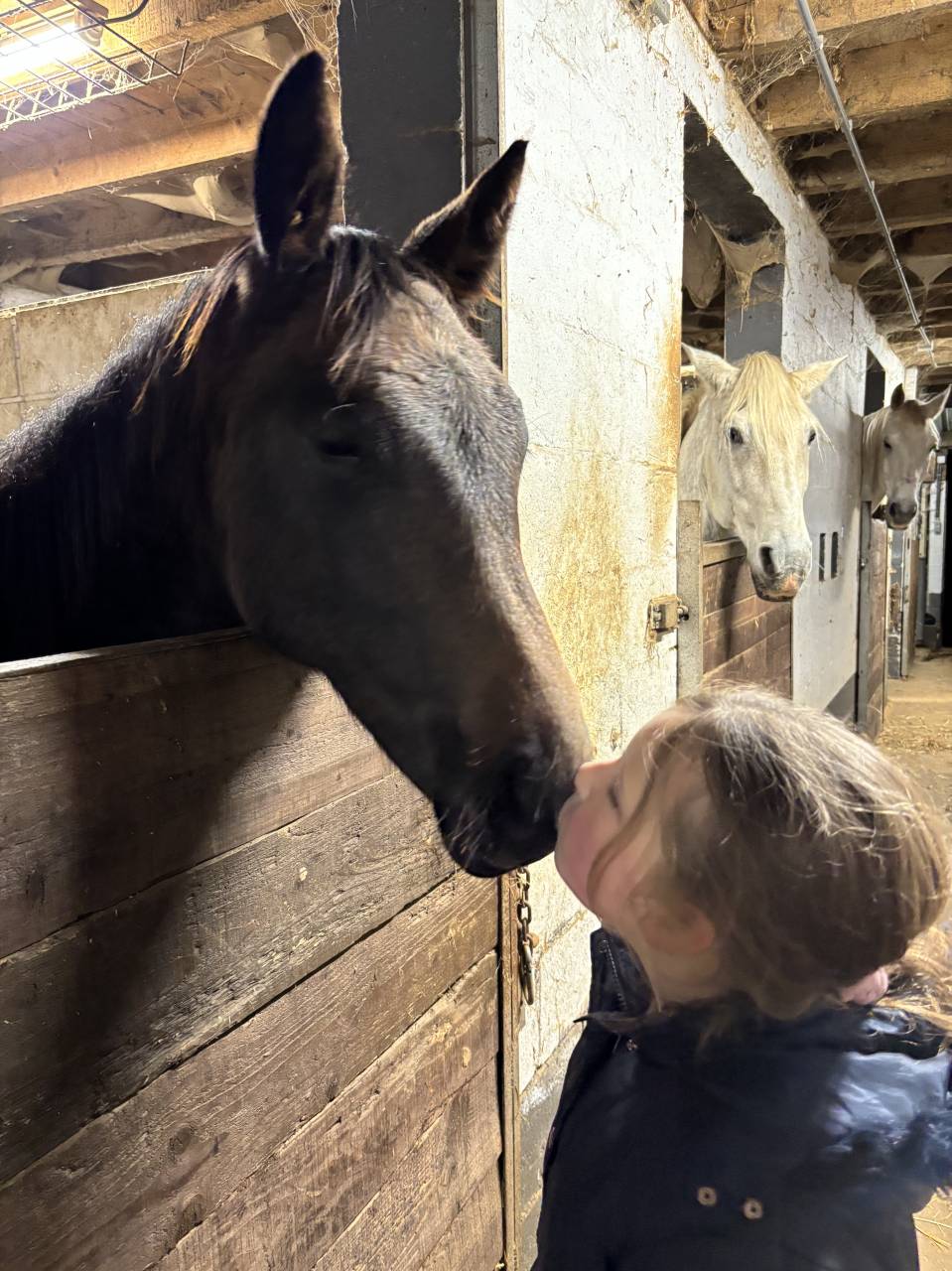 Poulain à réserver 