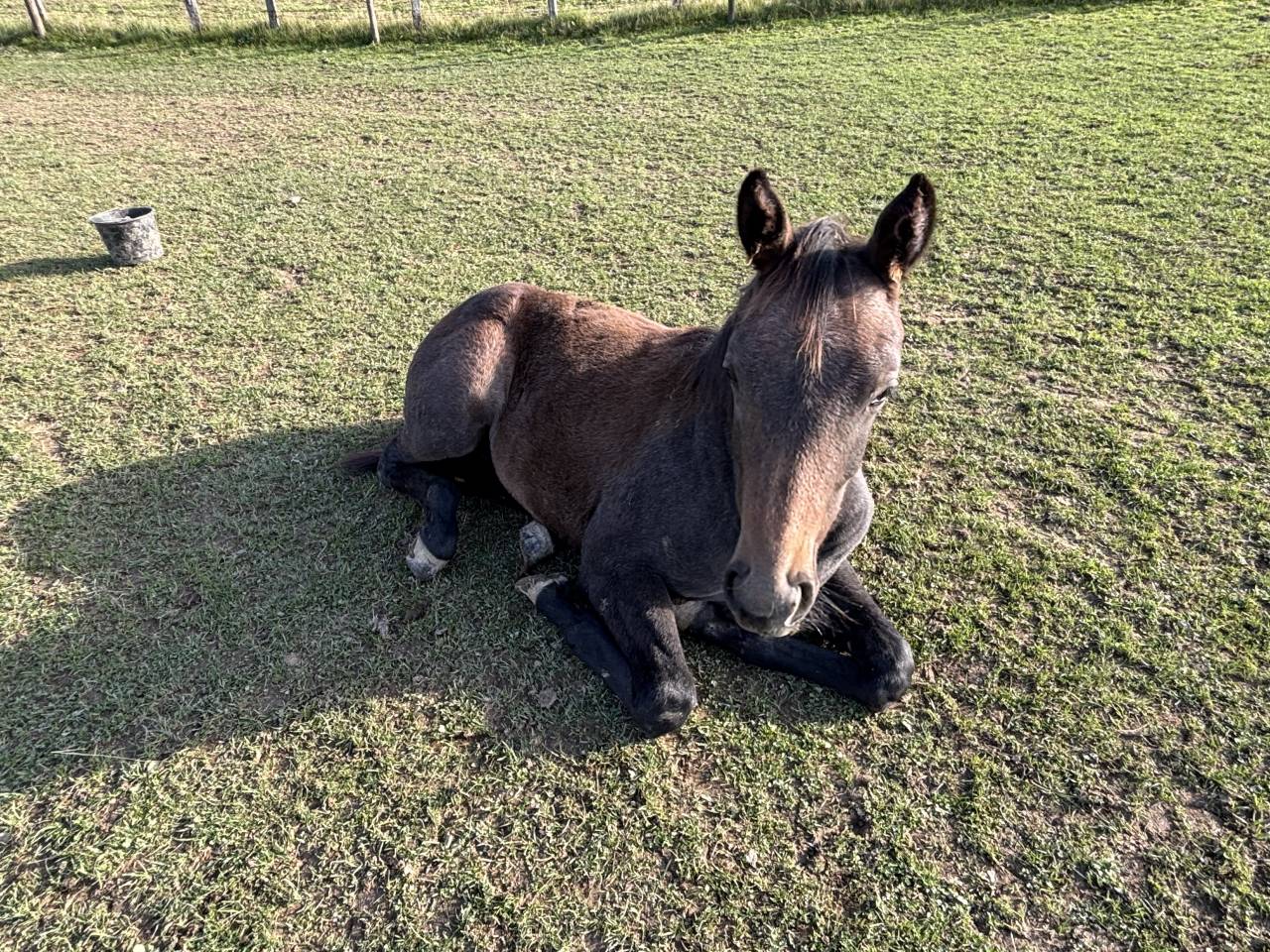 Poulain à réserver 