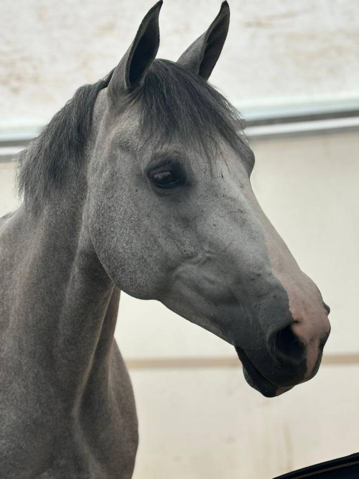 Jument 7 ans, classée 135, très amateur, inarretable 
