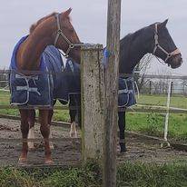 Villa individuelle / Domaine Équestre