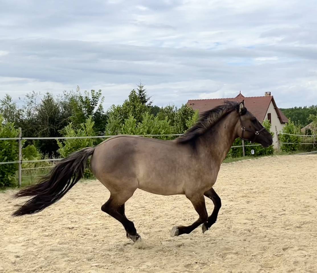 PFs hongre  grullo 3 ans taille E