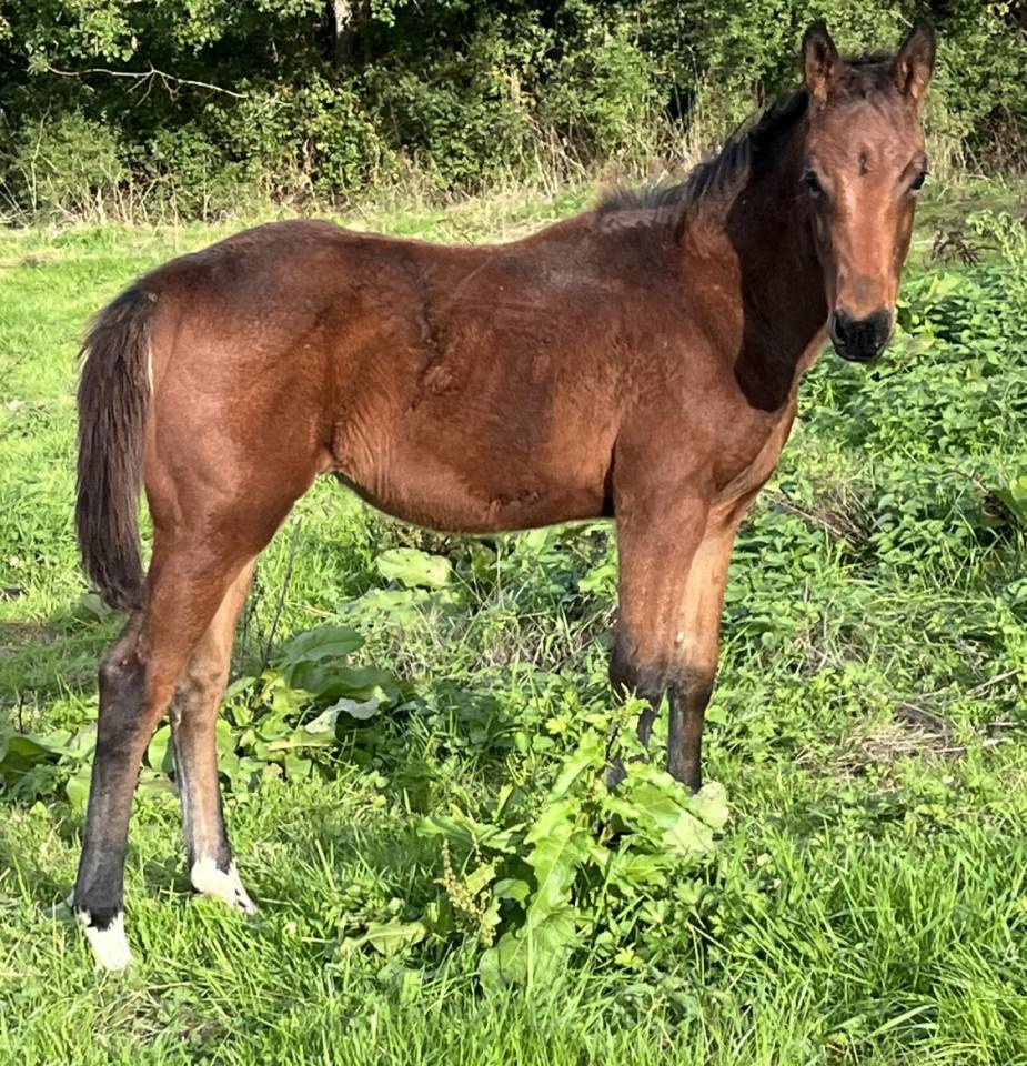 Poulain SF catchar mail x eyken des fontenis