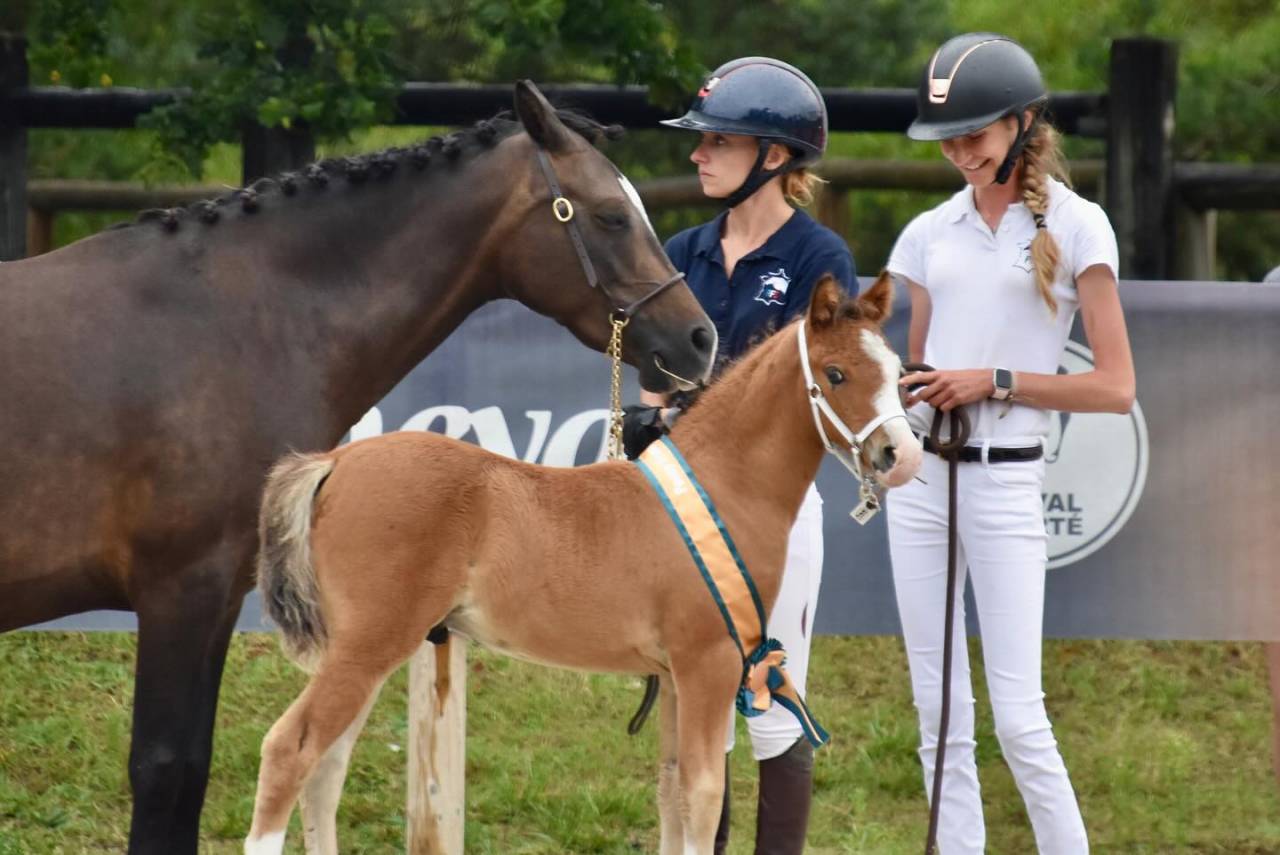A VENDRE, YEARLING CHAMPION DE FRANCE