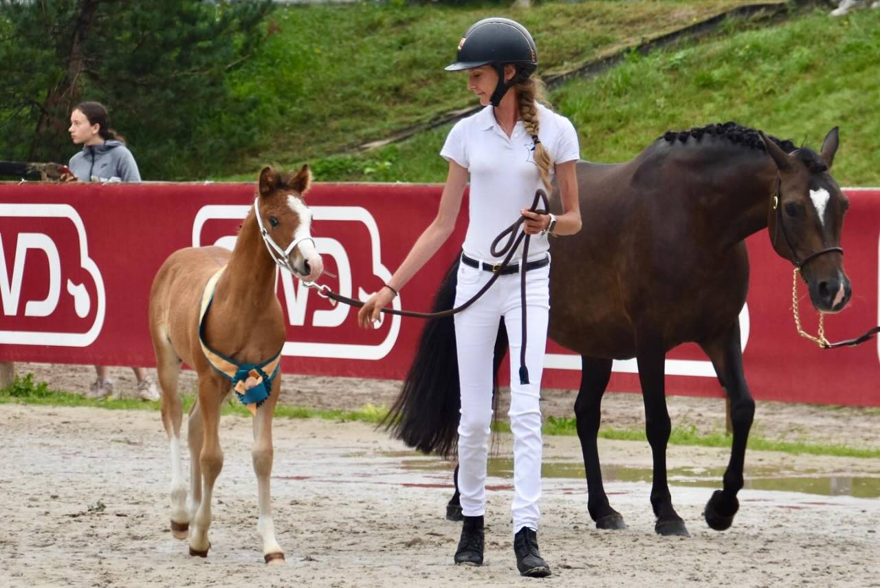 A VENDRE, YEARLING CHAMPION DE FRANCE