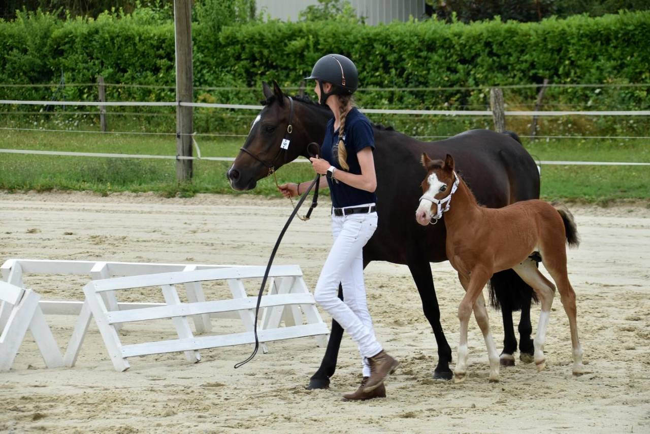 A VENDRE, YEARLING CHAMPION DE FRANCE