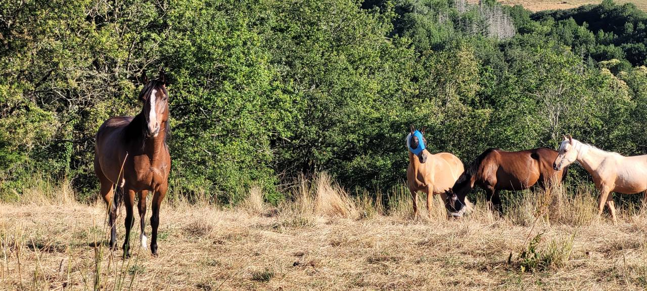 Jument de loisir, randonnée et bétail