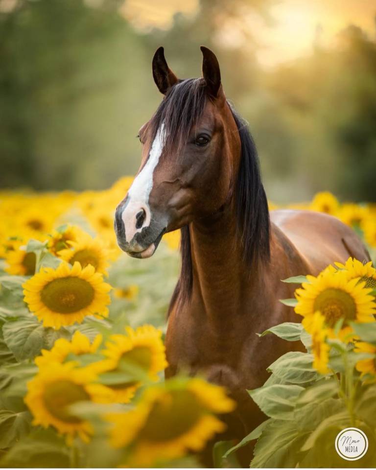 Jument de loisir, randonnée et bétail