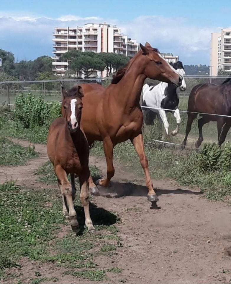 Jument de loisir, randonnée et bétail
