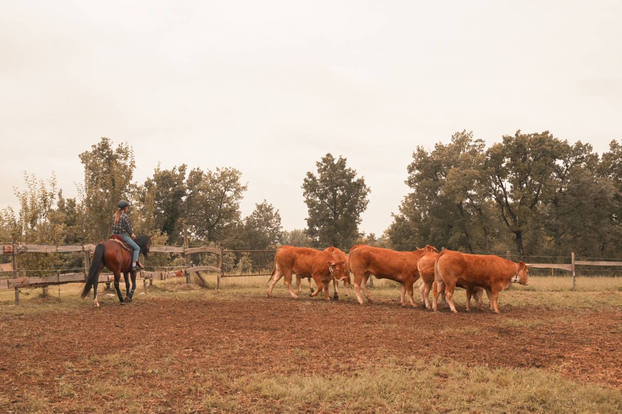 Jument de loisir, randonnée et bétail