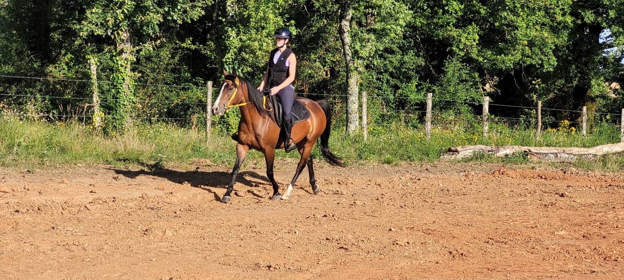 Jument de loisir, randonnée et bétail