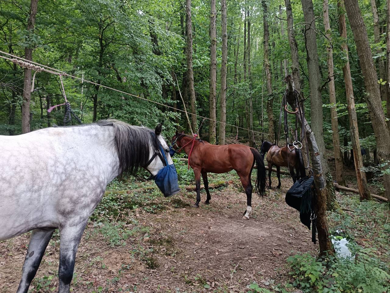 Balades et randonn&eacute;es &agrave; cheval 