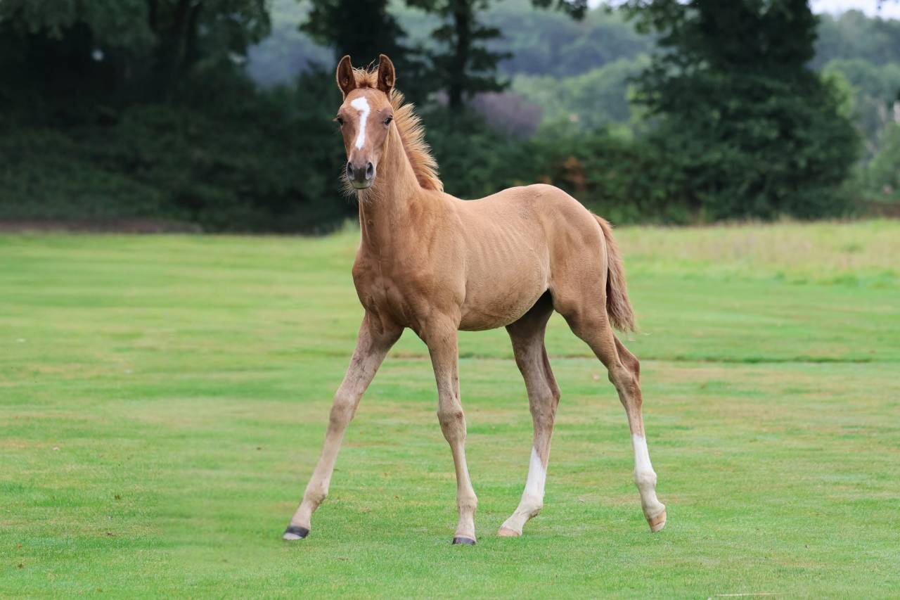 Foal Selle Francais Originel 