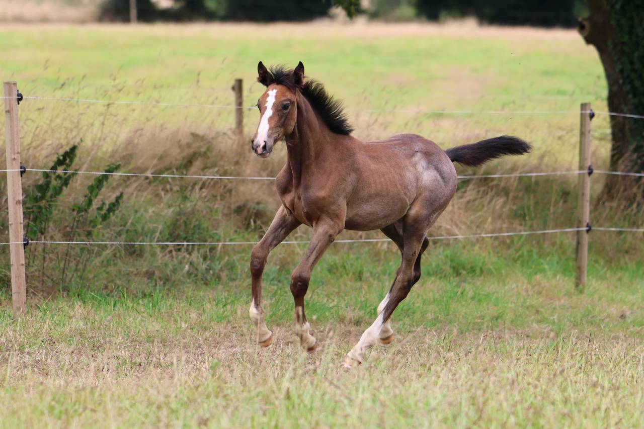 Foal femelle souche jumpy de Kreisker 
