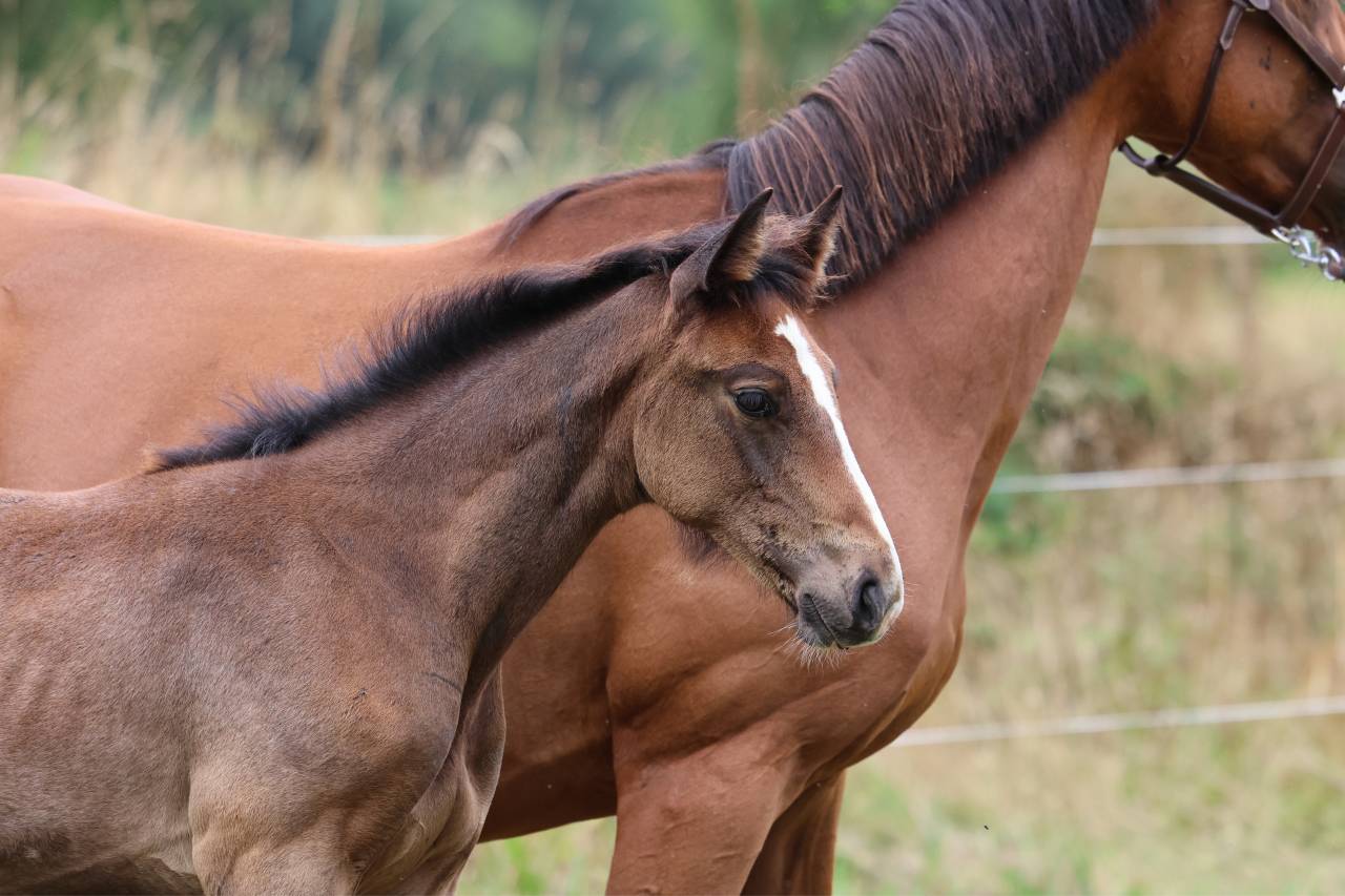 Foal femelle souche jumpy de Kreisker 