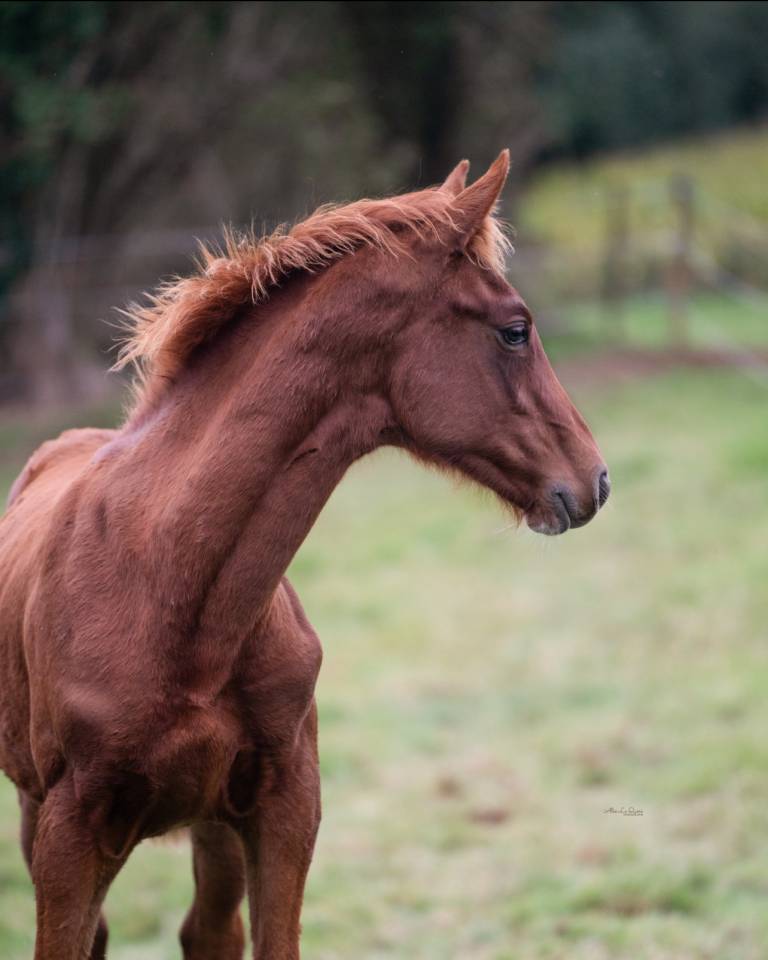 Yearling El Barone x Chacoon Blue souche Jumpy 