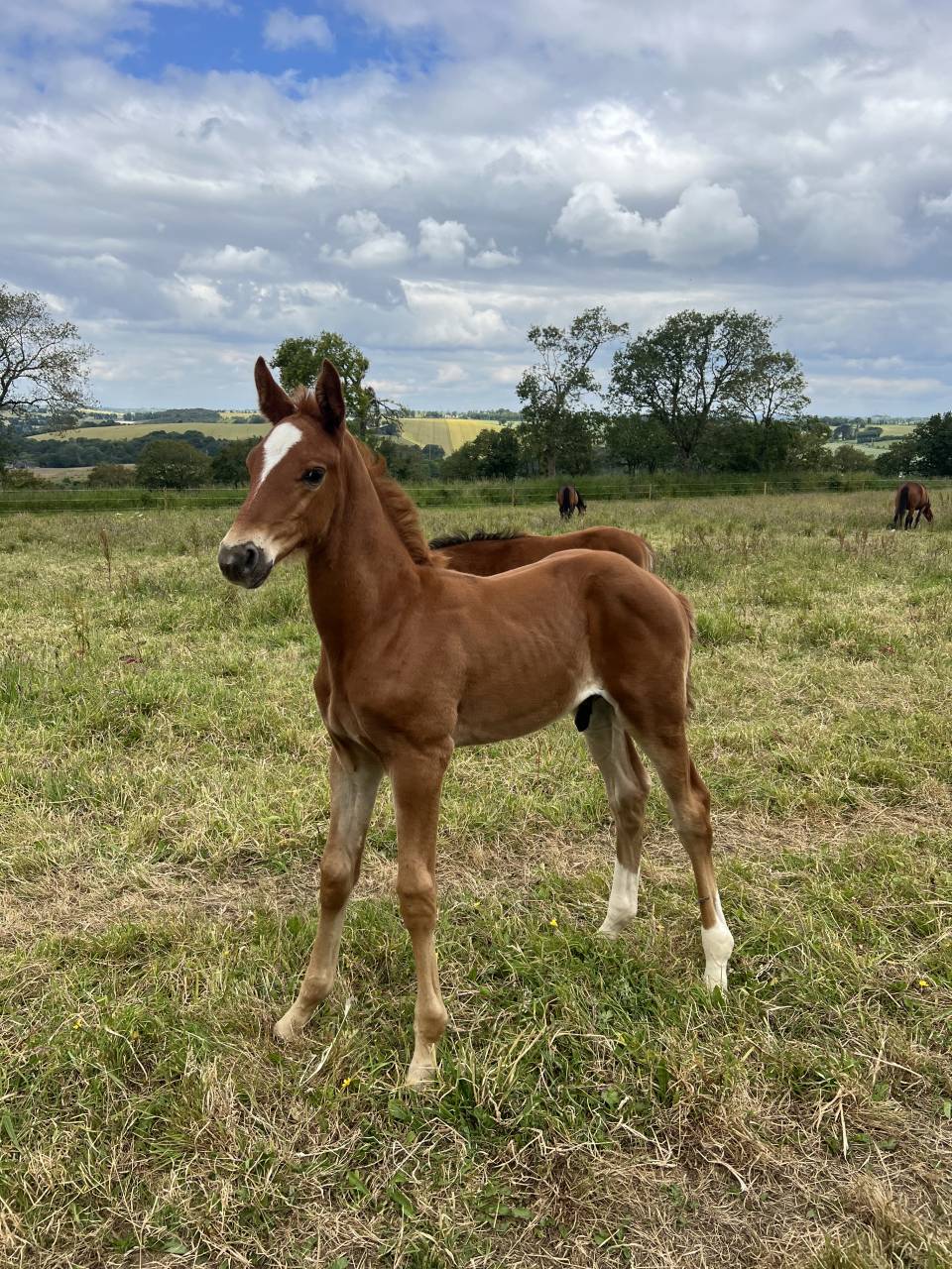 Yearling El Barone x Chacoon Blue souche Jumpy 