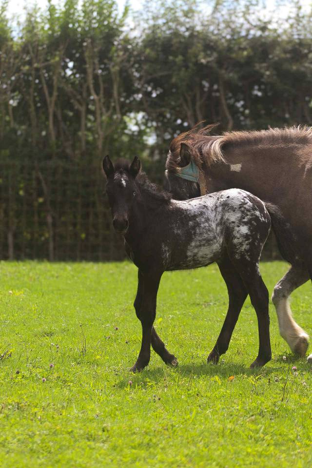 Puzzle de la Chevr’Horse ´Tine