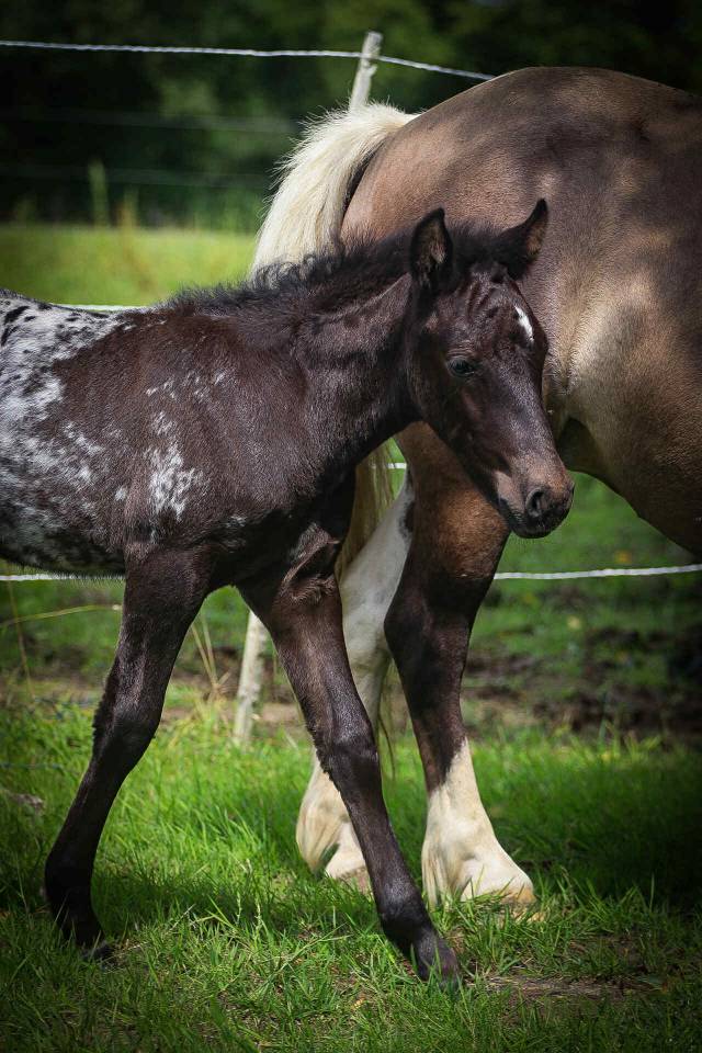 Puzzle de la Chevr’Horse ´Tine
