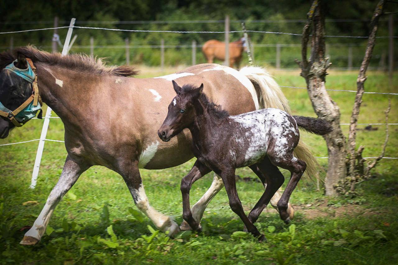 Puzzle de la Chevr’Horse ´Tine