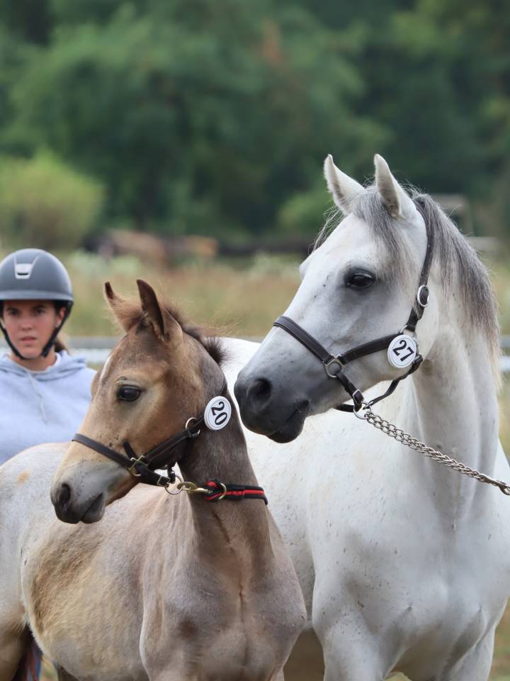 Foal Poney sport origines 4*