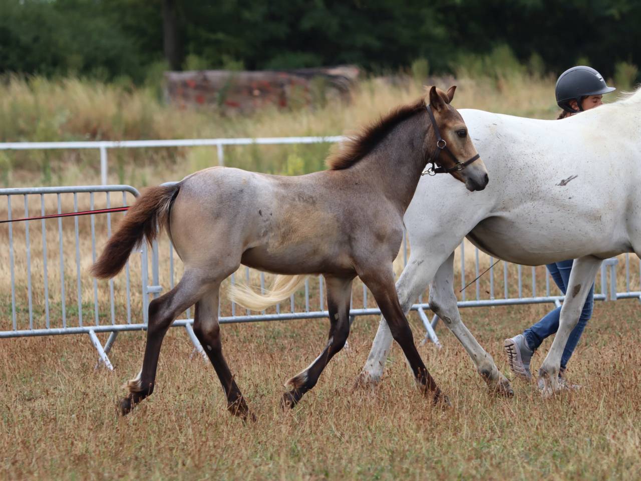 Foal Poney sport origines 4*