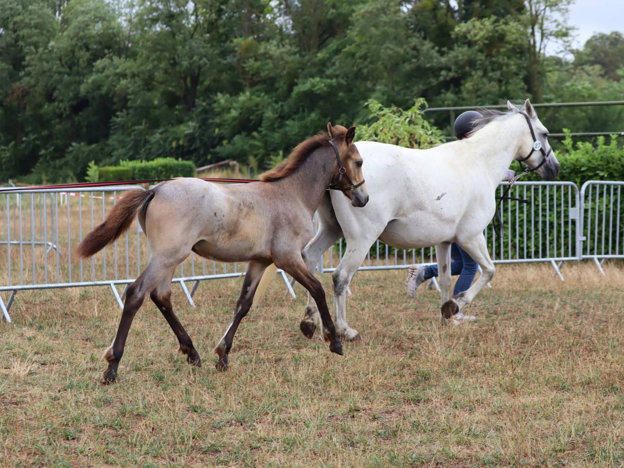 Foal Poney sport origines 4*