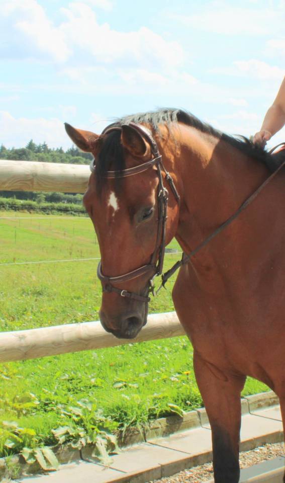 &Agrave; vendre : Samourai du Bois Halleux &ndash; Hongre de 7 ans