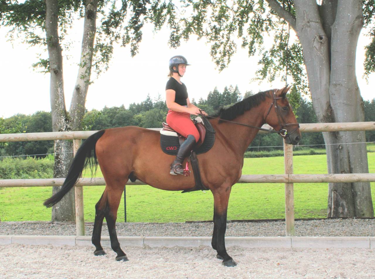 &Agrave; vendre : Samourai du Bois Halleux &ndash; Hongre de 7 ans