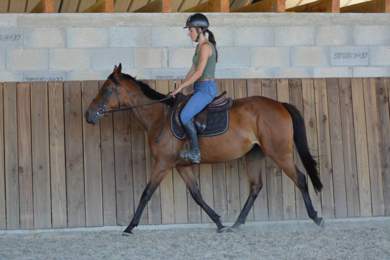 Jument loisirs / sport 3 ans