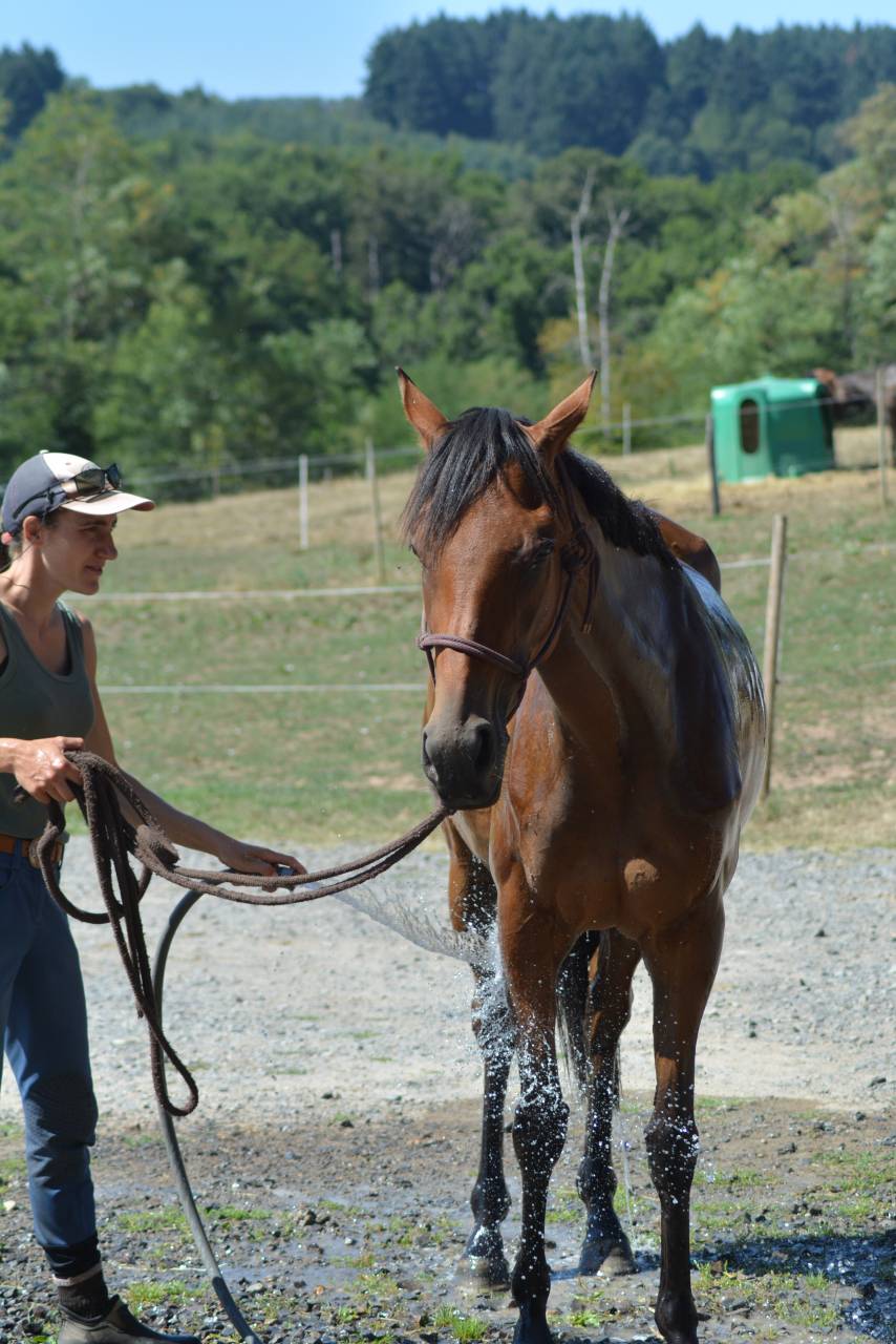 Jument loisirs / sport 3 ans