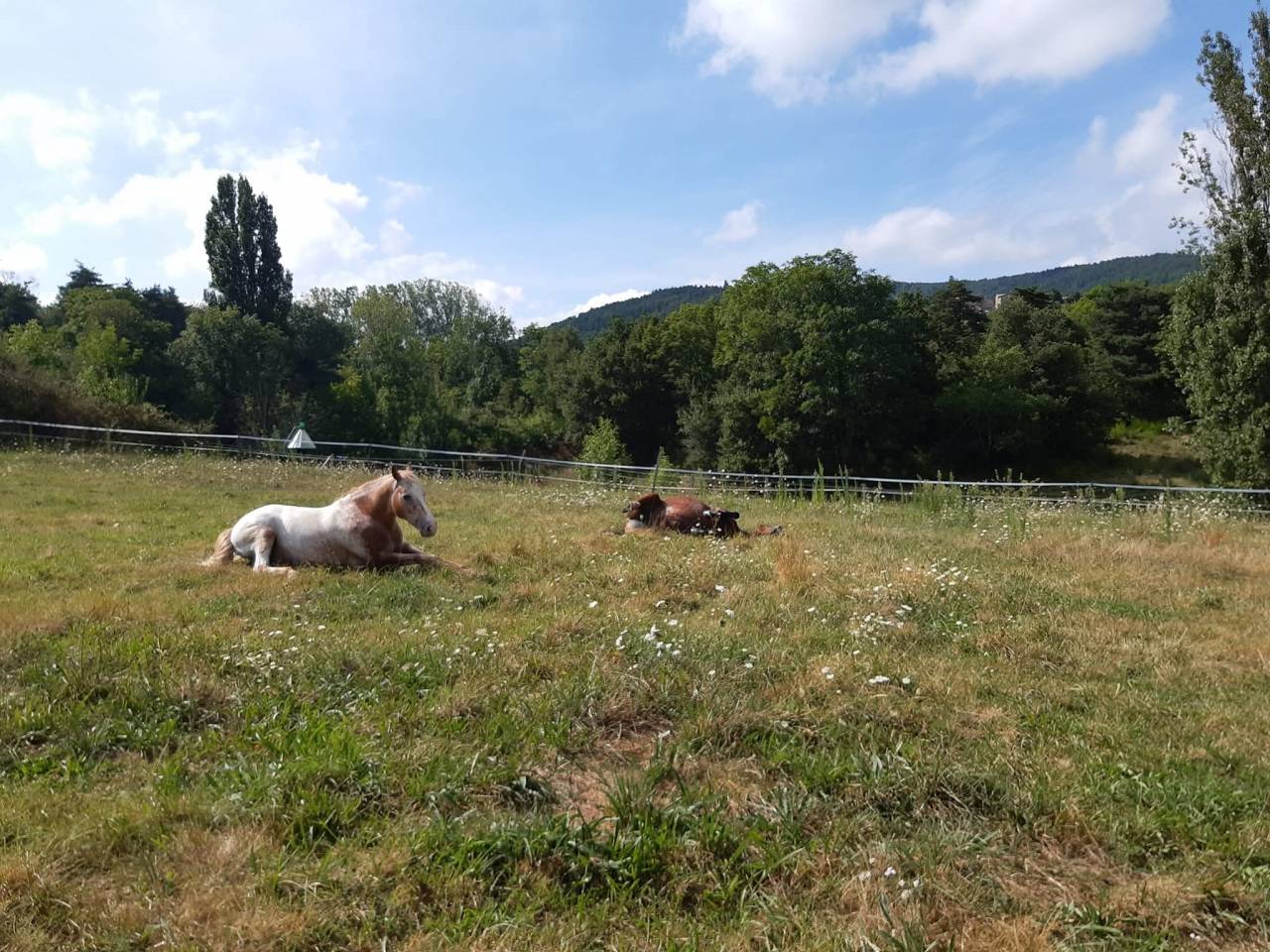 Etape cavalière en Ardèche verte 