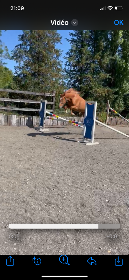 superbe jument sbs-cheval de sport belge de 3 ans 