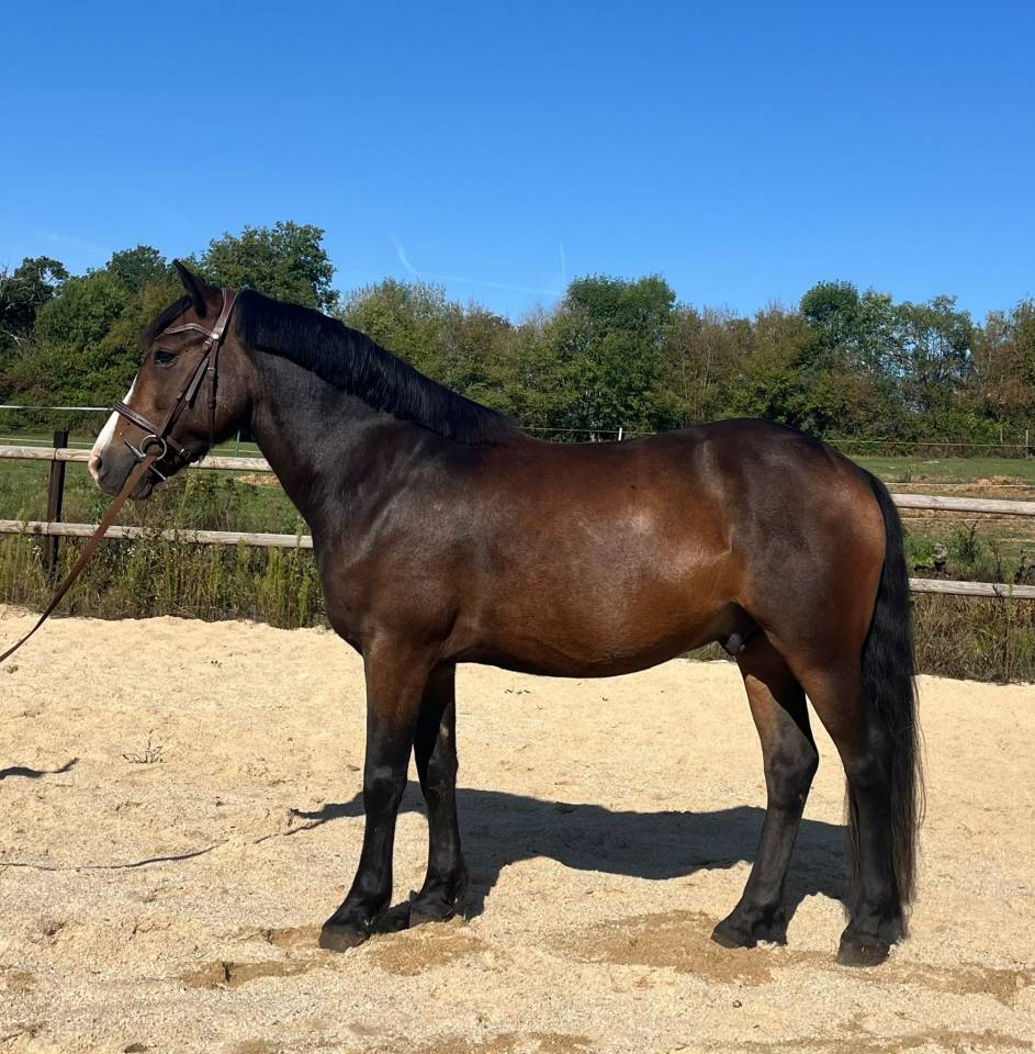 Poney de Sport New Forest