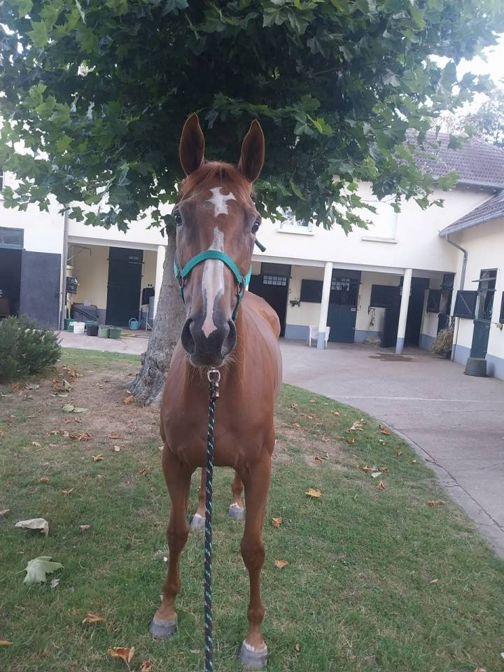 Vends Jument PSA 8 ans pour poulinière