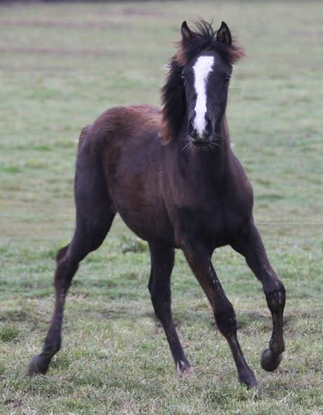 PUR SANG ARABE NOIRE / FABULOUS BLACK PUREBRED FILLY
